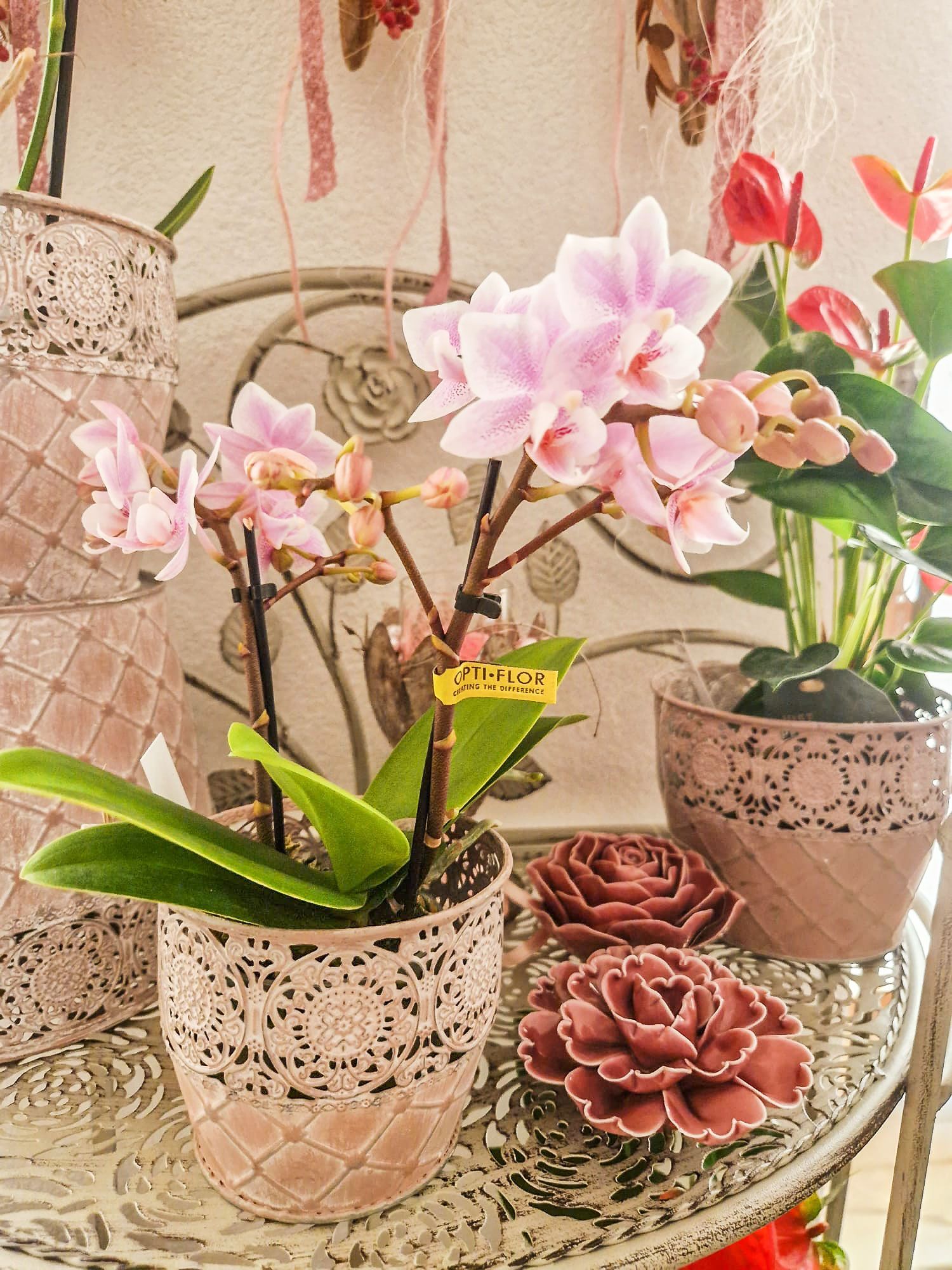 Orchidee